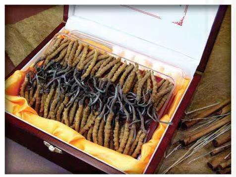 那坡冬虫夏草回收